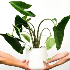 Elefantøre - Alocasia 'Zebrina' - Højde 140-150cm - ⌀32cm