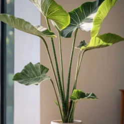 Elefantøre - Alocasia 'Zebrina' - Højde 140-150cm - ⌀32cm