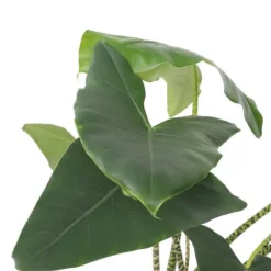 Elefantøre - Alocasia 'Zebrina' - Højde 140-150cm - ⌀32cm