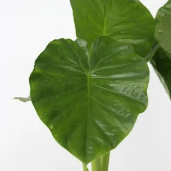 Elefantøre - Sæt med 2 - Alocasia 'Odora' - Højde 55-75cm - ⌀17cm