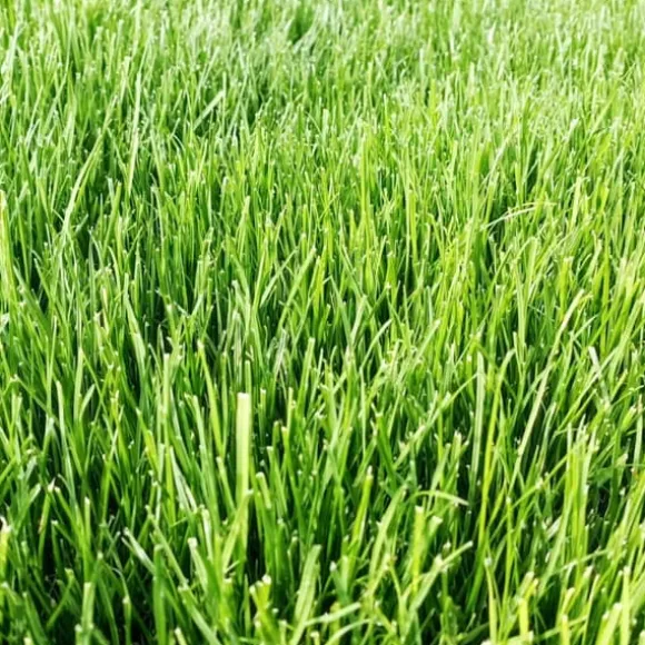 Emerald Premium selvkomprimerende sportsgræs, produceret af Barenbrug, 1 kg