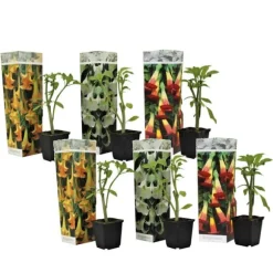 Engelstrumpet - Sæt med 6 - Brugmansia - Højde 25-40cm - ⌀9cm