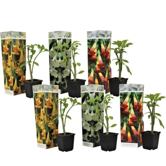 Engelstrumpet - Sæt med 6 - Brugmansia - Højde 25-40cm - ⌀9cm