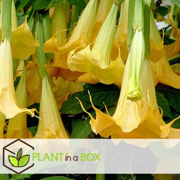 Engelstrumpet - Sæt med 6 - Brugmansia - Højde 25-40cm - ⌀9cm
