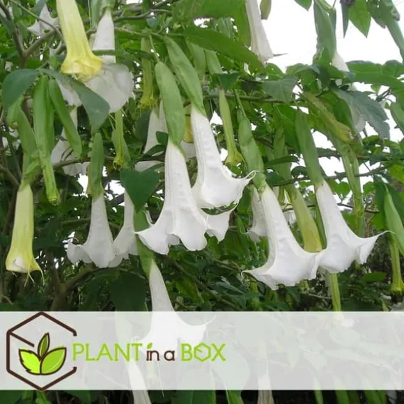 Engelstrumpet - Sæt med 6 - Brugmansia - Højde 25-40cm - ⌀9cm