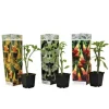 Engelstrumpet - Sæt med 3 - Brugmansia - Højde 25-40cm - ⌀9cm