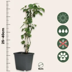 Engelstrumpet - Sæt med 3 - Brugmansia - Højde 25-40cm - ⌀9cm