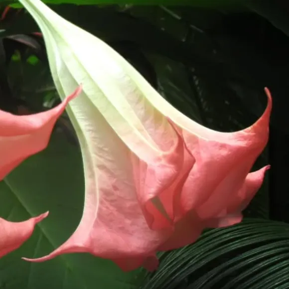 Engelstrumpet - Sæt med 3 - Brugmansia - Højde 25-40cm - ⌀9cm