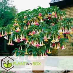 Engelstrumpet - Sæt med 3 - Brugmansia - Højde 25-40cm - ⌀9cm