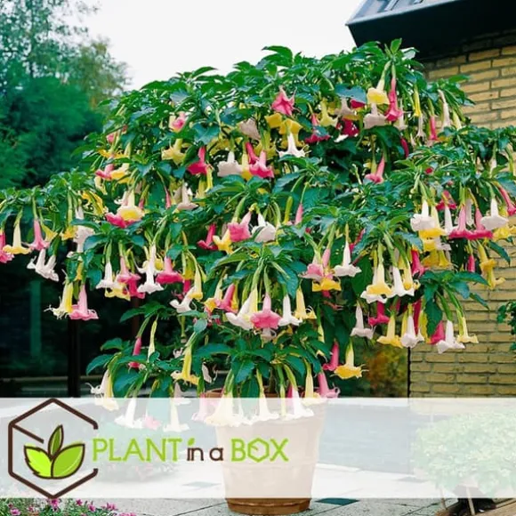 Engelstrumpet - Sæt med 3 - Brugmansia - Højde 25-40cm - ⌀9cm
