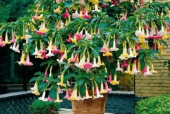 Engelstrumpet - Sæt med 3 - Brugmansia - Højde 25-40cm - ⌀9cm