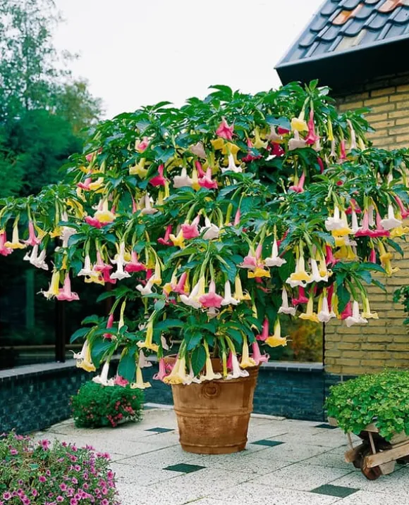 Engelstrumpet - Sæt med 3 - Brugmansia - Højde 25-40cm - ⌀9cm
