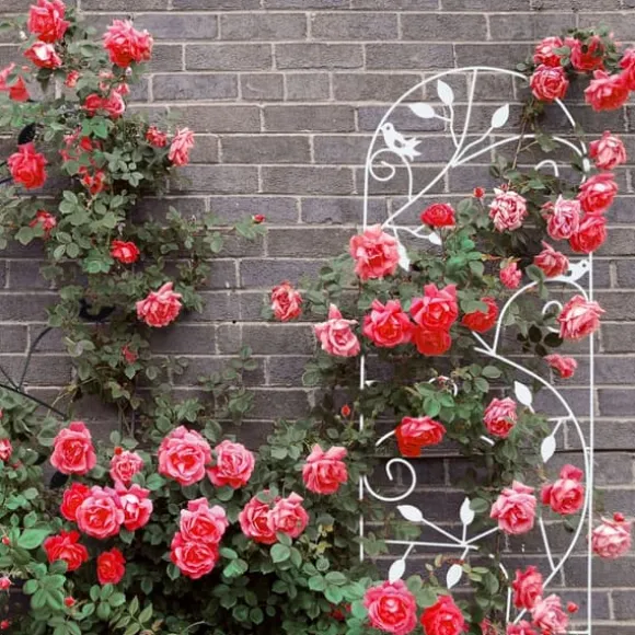 Espalier, 120x40x0,5 cm, Kodustaar