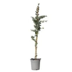 Eukalyptus - Eucalyptus cinerea 'Silver Dollar' - Højde 90-110cm - ⌀19cm