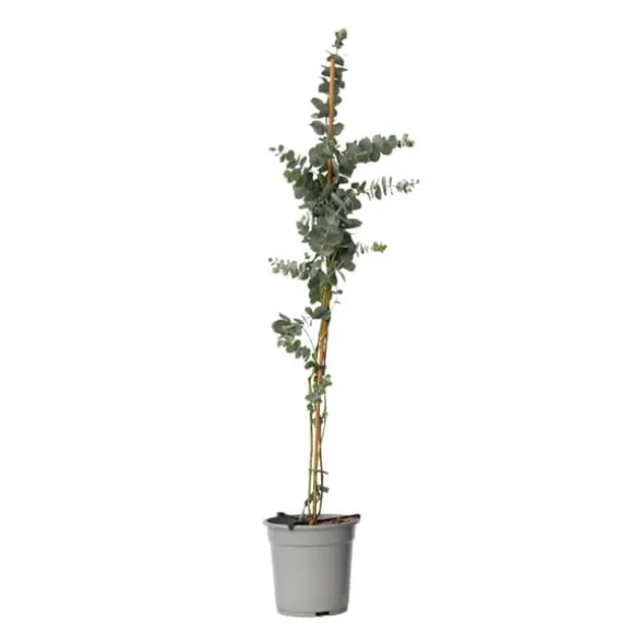 Eukalyptus - Eucalyptus cinerea 'Silver Dollar' - Højde 90-110cm - ⌀19cm
