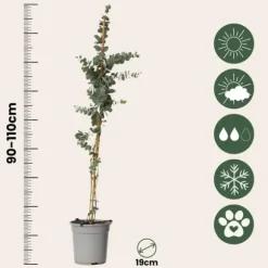 Eukalyptus - Eucalyptus cinerea 'Silver Dollar' - Højde 90-110cm - ⌀19cm