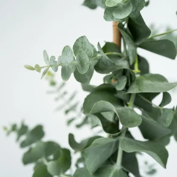 Eukalyptus - Eucalyptus cinerea 'Silver Dollar' - Højde 90-110cm - ⌀19cm