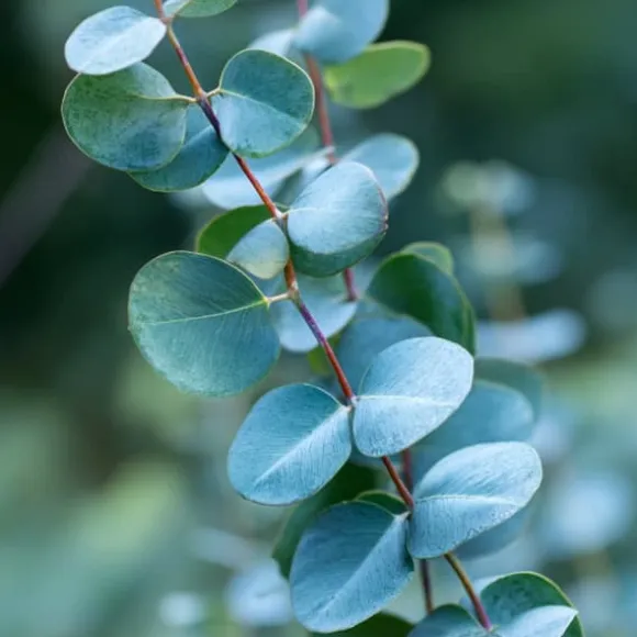 Eukalyptus - Eucalyptus cinerea 'Silver Dollar' - Højde 90-110cm - ⌀19cm