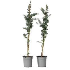 Eukalyptus - Sæt med 2 - Eucalyptus 'Silver Dollar' - Højde 90-110cm - ⌀19cm