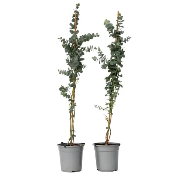 Eukalyptus - Sæt med 2 - Eucalyptus 'Silver Dollar' - Højde 90-110cm - ⌀19cm
