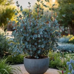 Eukalyptus - Sæt med 2 - Eucalyptus 'Silver Dollar' - Højde 90-110cm - ⌀19cm