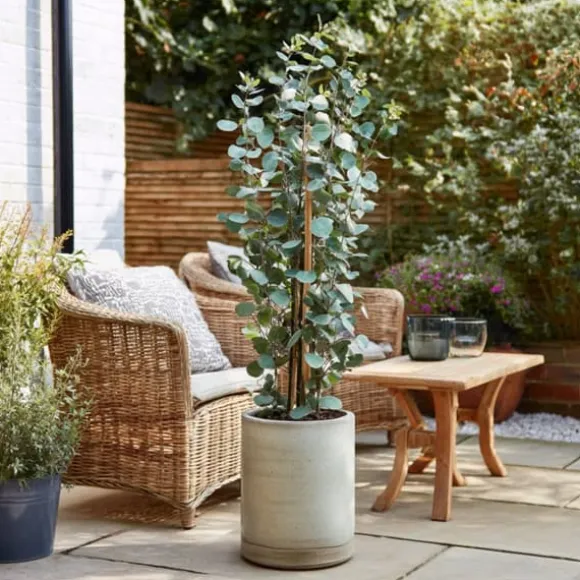 Eukalyptus - Sæt med 2 - Eucalyptus 'Silver Dollar' - Højde 90-110cm - ⌀19cm