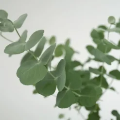 Eukalyptus - Sæt med 4 - Eucalyptus 'Pulverulenta' - Højde 25-40cm - ⌀12cm