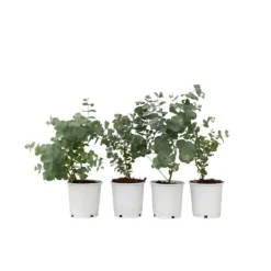 Eukalyptus - Sæt med 6 - Eucalyptus 'Pulverulenta' - Højde 25-40cm - ⌀12cm