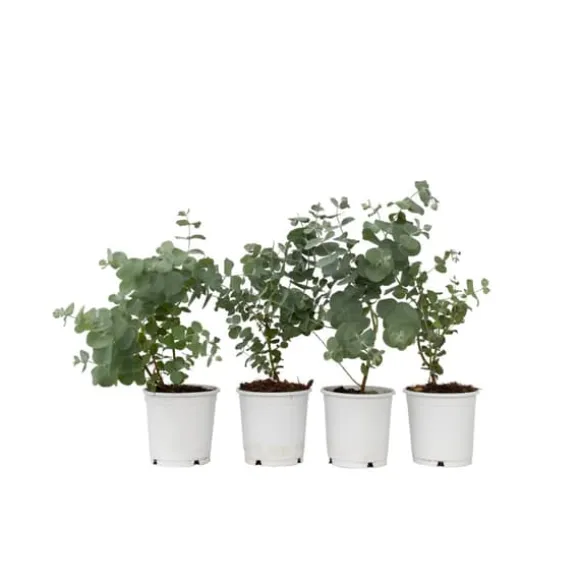 Eukalyptus - Sæt med 6 - Eucalyptus 'Pulverulenta' - Højde 25-40cm - ⌀12cm