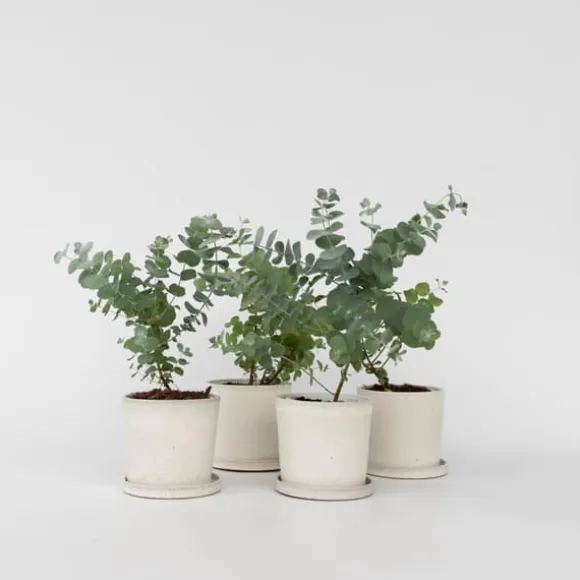 Eukalyptus - Sæt med 6 - Eucalyptus 'Pulverulenta' - Højde 25-40cm - ⌀12cm