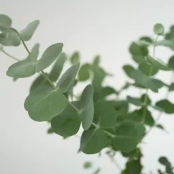 Eukalyptus - Sæt med 6 - Eucalyptus 'Pulverulenta' - Højde 25-40cm - ⌀12cm