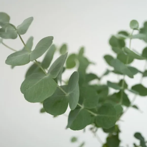 Eukalyptus - Sæt med 6 - Eucalyptus 'Pulverulenta' - Højde 25-40cm - ⌀12cm