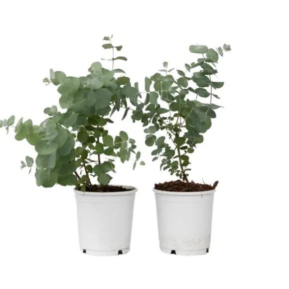 Eukalyptus - Sæt med 2 - Eucalyptus 'Pulverulenta' - Højde 25-40cm - ⌀13cm
