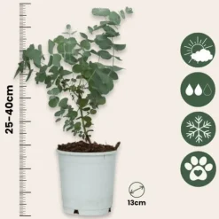 Eukalyptus - Sæt med 2 - Eucalyptus 'Pulverulenta' - Højde 25-40cm - ⌀13cm