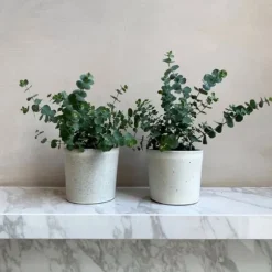 Eukalyptus - Sæt med 2 - Eucalyptus 'Pulverulenta' - Højde 25-40cm - ⌀13cm