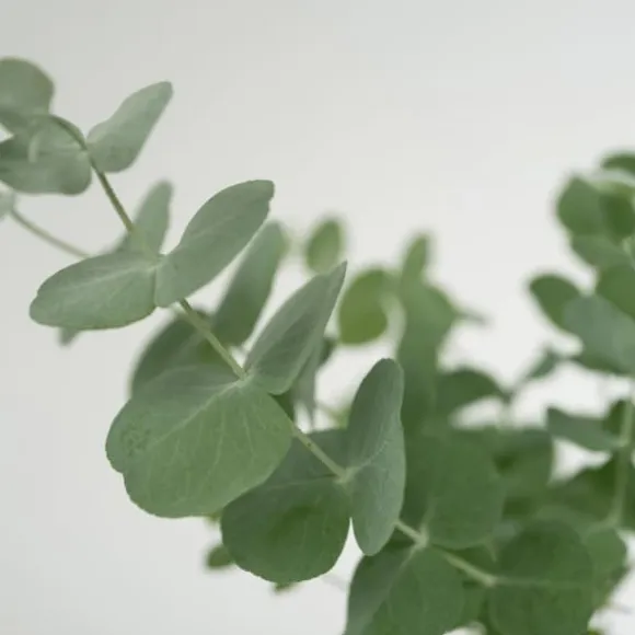Eukalyptus - Sæt med 2 - Eucalyptus 'Pulverulenta' - Højde 25-40cm - ⌀13cm