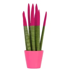 Farvet bajonetplante - Sansevieria cylindrica - Højde 20-40cm - ⌀9cm