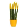 Farvet bajonetplante - Sansevieria cylindrica - Højde 20-40cm - ⌀9cm