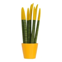 Farvet bajonetplante - Sansevieria cylindrica - Højde 20-40cm - ⌀9cm