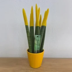 Farvet bajonetplante - Sansevieria cylindrica - Højde 20-40cm - ⌀9cm