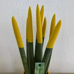 Farvet bajonetplante - Sansevieria cylindrica - Højde 20-40cm - ⌀9cm