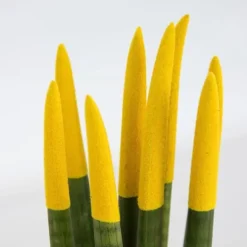 Farvet bajonetplante - Sansevieria cylindrica - Højde 20-40cm - ⌀9cm