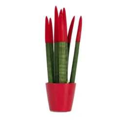 Farvet bajonetplante - Sansevieria cylindrica - Højde 20-40cm - ⌀9cm