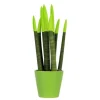 Farvet bajonetplante - Sansevieria cylindrica - Højde 20-40cm - ⌀9cm