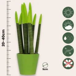 Farvet bajonetplante - Sansevieria cylindrica - Højde 20-40cm - ⌀9cm