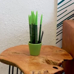 Farvet bajonetplante - Sansevieria cylindrica - Højde 20-40cm - ⌀9cm