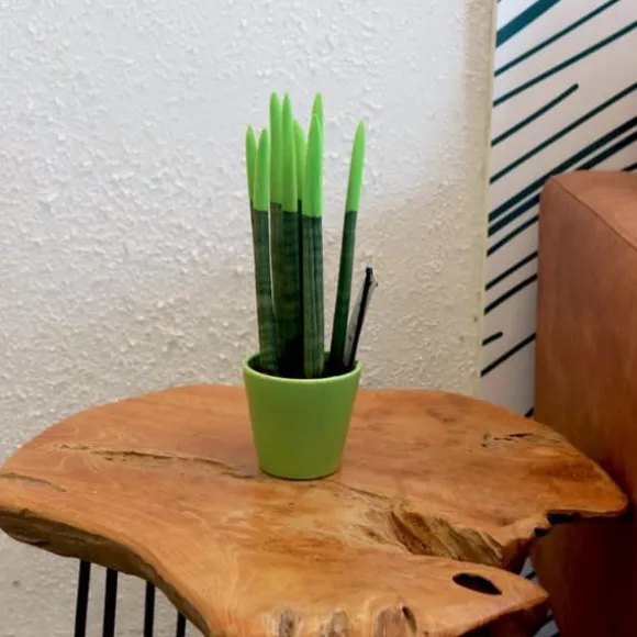 Farvet bajonetplante - Sansevieria cylindrica - Højde 20-40cm - ⌀9cm