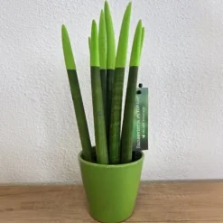Farvet bajonetplante - Sansevieria cylindrica - Højde 20-40cm - ⌀9cm