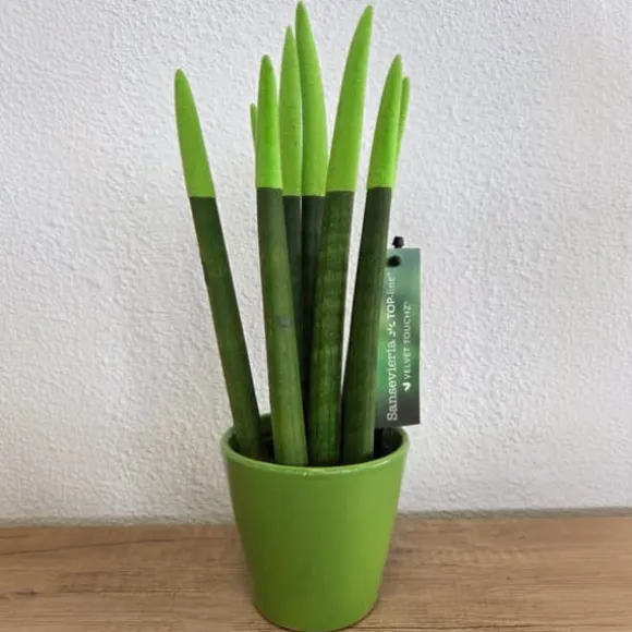 Farvet bajonetplante - Sansevieria cylindrica - Højde 20-40cm - ⌀9cm