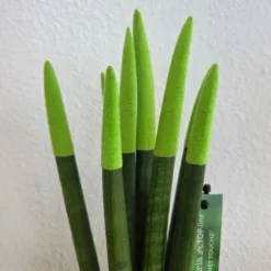 Farvet bajonetplante - Sansevieria cylindrica - Højde 20-40cm - ⌀9cm